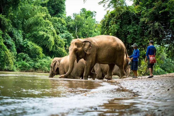 A Morning with Elephants primary