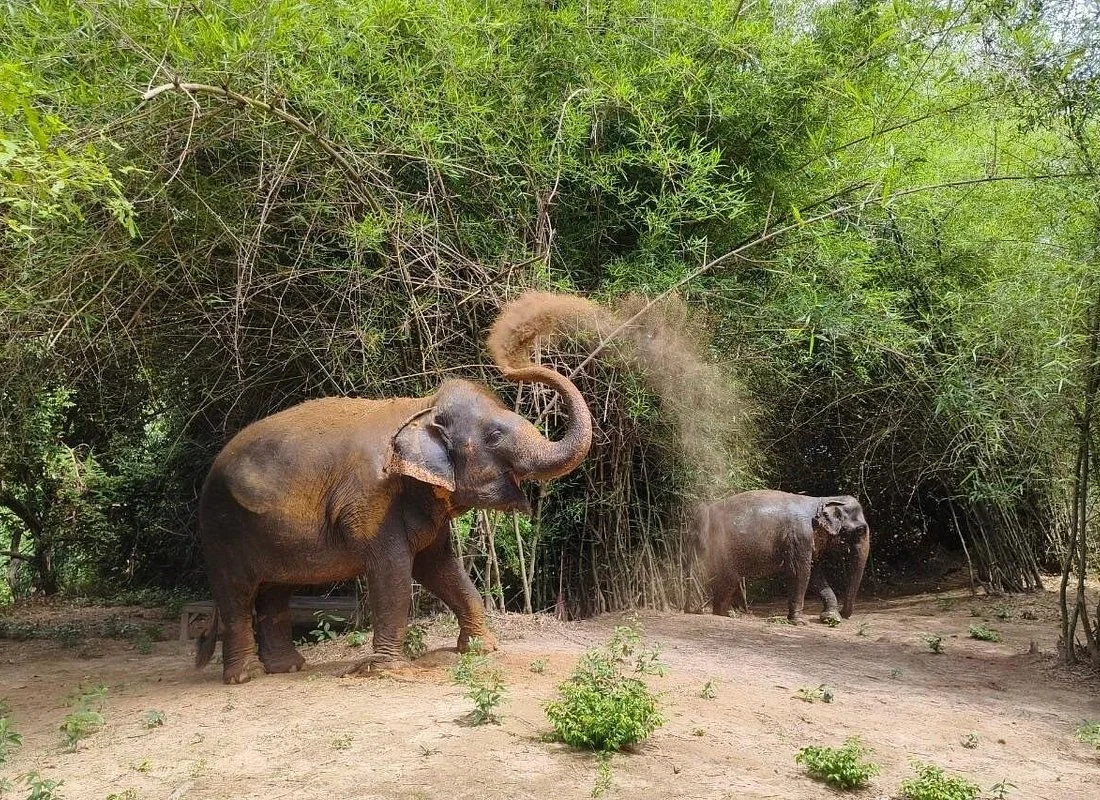 A Morning with Elephants detail 2